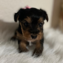 Yorkshire Terrier Puppy Molly