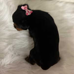 Yorkshire Terrier Puppy Molly