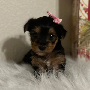 Yorkshire Terrier Puppy Molly