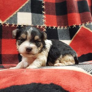 Morkie Puppy Nora