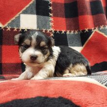 Morkie Puppy Nora