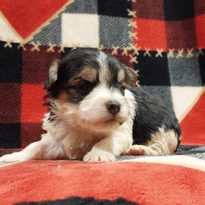 Morkie Puppy Nora
