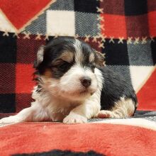 Morkie Puppy Nora