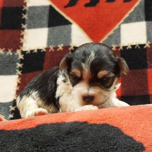 Morkie Puppy Nora