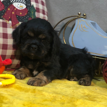Cocker Spaniel Puppy Jessie