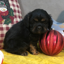 Cocker Spaniel Puppy Jessie