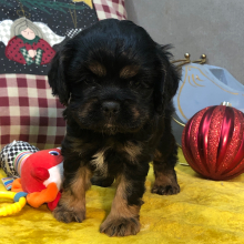 Cocker Spaniel Puppy Jessie