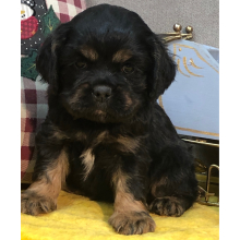 Cocker Spaniel Puppy Jessie