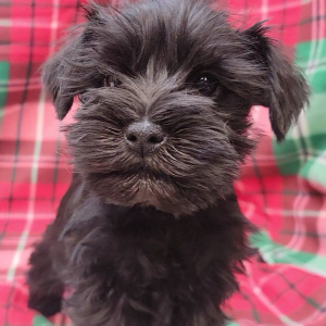 Miniature Schnauzer Puppy Gracie