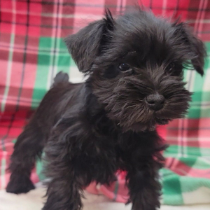Miniature Schnauzer Puppy Gracie