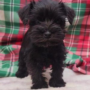Miniature Schnauzer Puppy Gracie