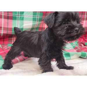 Miniature Schnauzer Puppy Gracie