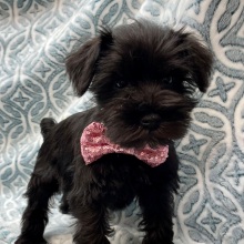 Miniature Schnauzer Puppy Gracie