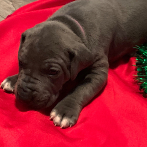 Great Dane Puppy Ursula