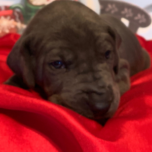Great Dane Puppy Ursula