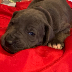 Great Dane Puppy Ursula