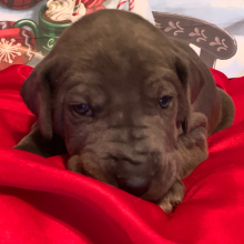 Great Dane Puppy Ursula