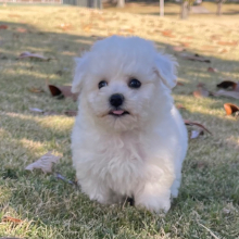 Bichon Frise Puppy Teddy