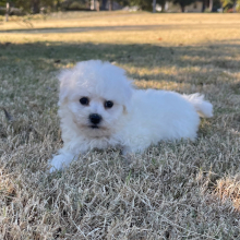 Bichon Frise Puppy Teddy