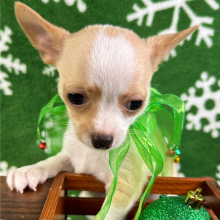 Chihuahua Puppy Barney
