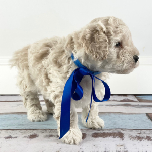 Goldendoodle Puppy Nicholas