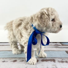 Goldendoodle Puppy Nicholas