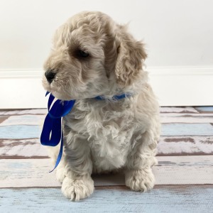 Goldendoodle Puppy Nicholas
