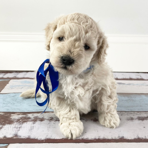 Goldendoodle Puppy Nicholas
