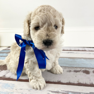 Goldendoodle Puppy Nicholas