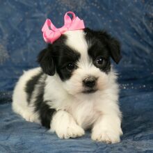 Havanese Puppy Caramel