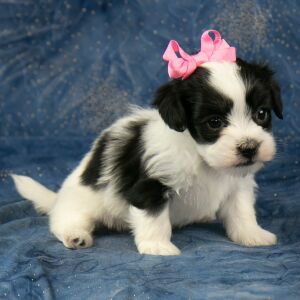 Havanese Puppy Caramel