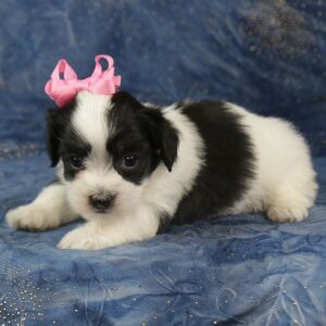 Havanese Puppy Caramel