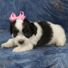 Havanese Puppy Caramel