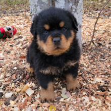 Rottweiler Puppy Nila