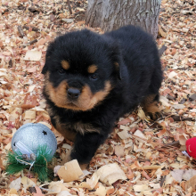 Rottweiler Puppy Nila