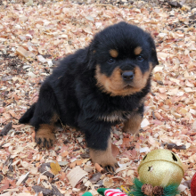 Rottweiler Puppy Nila