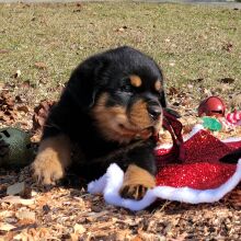 Rottweiler Puppy Nila