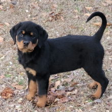 Rottweiler Puppy Nila