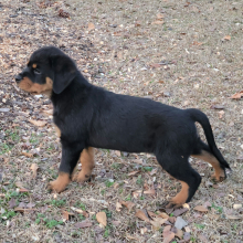 Rottweiler Puppy Nila