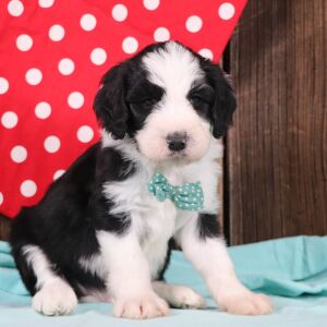 Sheepadoodle Puppy Clyde