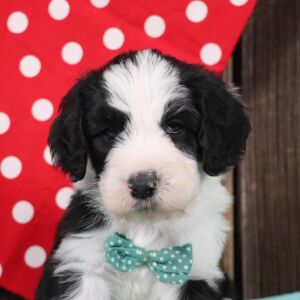 Sheepadoodle Puppy Clyde