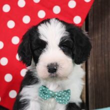 Sheepadoodle Puppy Clyde