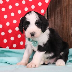 Sheepadoodle Puppy Clyde