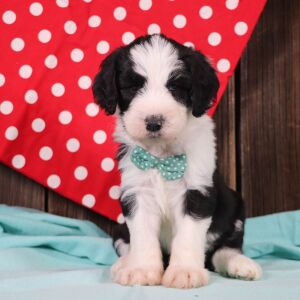 Sheepadoodle Puppy Clyde