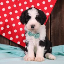 Sheepadoodle Puppy Clyde