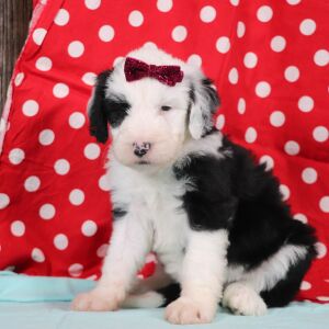 Sheepadoodle Puppy Randi