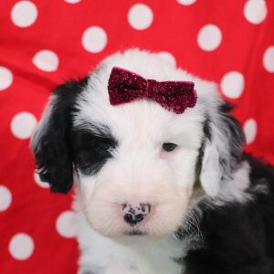 Sheepadoodle Puppy Randi