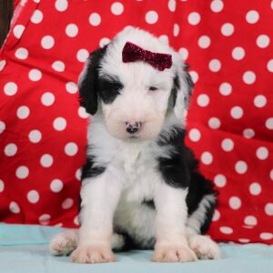 Sheepadoodle Puppy Randi