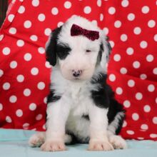 Sheepadoodle Puppy Randi