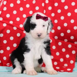Sheepadoodle Puppy Randi